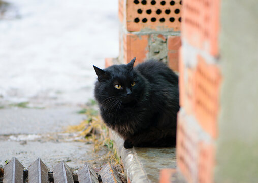 black cat sits on the doorstep of the house. A black cat lies on a stone sidewalk near the wall of the house. looks at me with yellow eyes. beautiful home animal