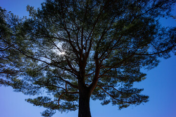 逆光の大きな松の木