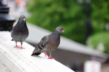 pigeon in the park