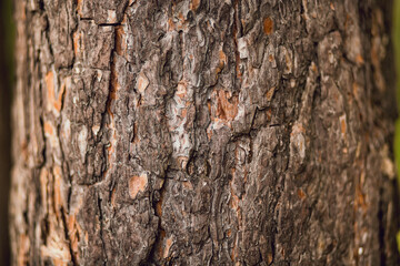 tree bark close up