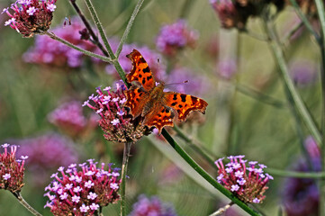 The Comma butterfly in a country cottage garden with verbena