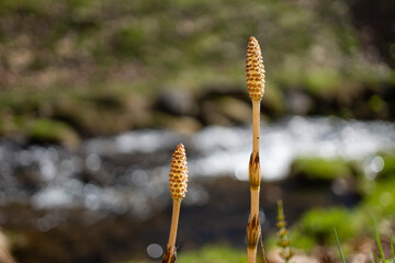 春を告げるツクシ