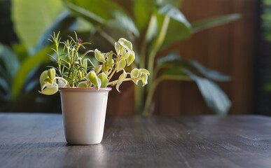 Plant pot with sunlight on table - 405456997