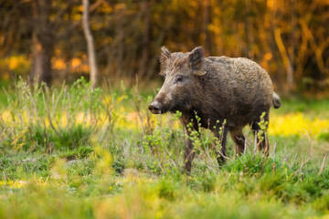 Alert wild boar, sus scrofa, standing on glade with fresh growing grass in spring at sunrise. Attentive mammal with long brown fur looking aside with copy space.