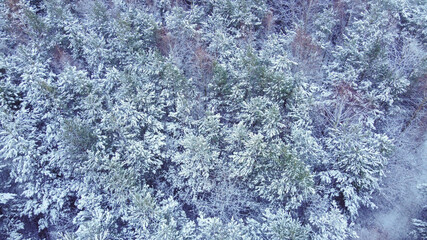 Obraz premium Landscape with snowy forest with dense young fir trees covered with snow.