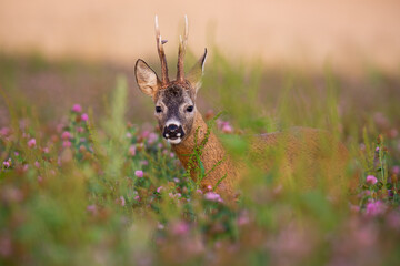 Hidden roe deer, capreolus capreolus, buck looking from blooming clover field in summer nature. Male mammal with big antlers facing camera on green field with wildflowers.