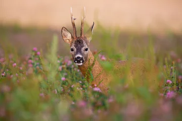 Tuinposter Hidden roe deer, capreolus capreolus, buck looking from blooming clover field in summer nature. Male mammal with big antlers facing camera on green field with wildflowers. © WildMedia