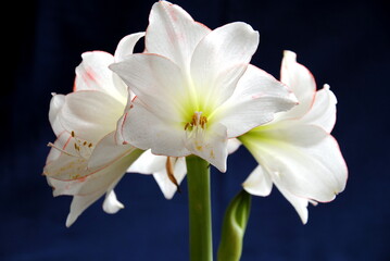 Close up of a white and pink amaryllis against a dark blue background