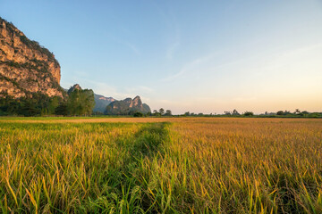 golden rice paddy farm for harvest in sunset time with mountain view