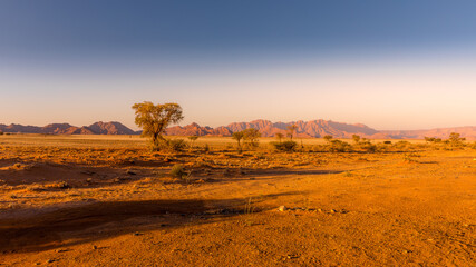 Grassy steppe with Camel Thorn trees (Vachellia erioloba), near Sesriem, evening light, Naukluft...