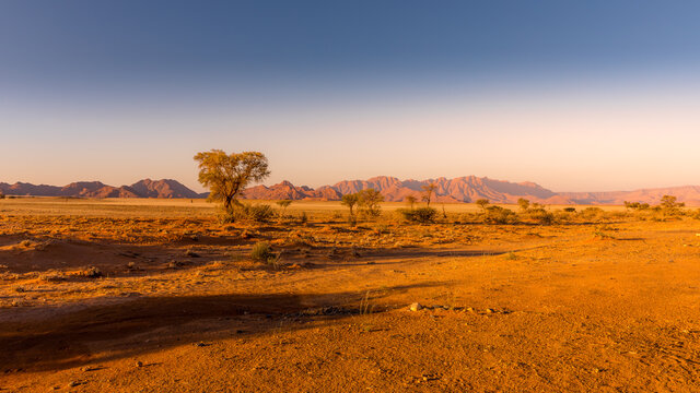 Grassy steppe with Camel Thorn trees (Vachellia erioloba), near Sesriem, evening light, Naukluft Mountains at the back, Sesriem, Namibia.