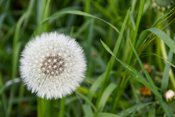 Pusteblume 1