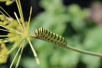 caterpillar on a leaf