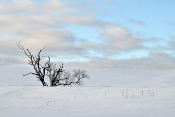 Fototapeta na wymiar Schneelandschaft mit Baum