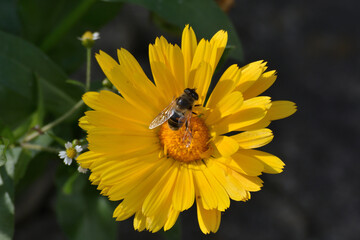 bee on a yellow chamomile flower. Close-up