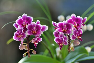 Beautiful flowers of orchid 