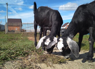 black Nubian goats walk in the summer in the village graze