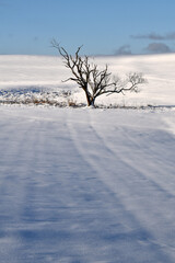 Fototapeta na wymiar Schneelandschaft mit Baum