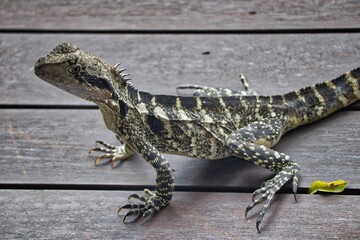 Brisbane River water lizards, Queensland, Australia