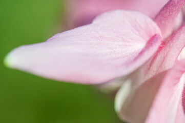 Fototapeta na wymiar close up of pink Columbine flower petal
