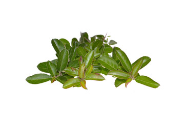 branch with green leaves isolated on white background