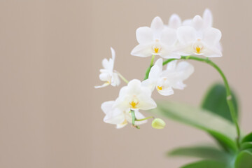 Orchid white flowers