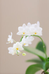 Orchid white flowers