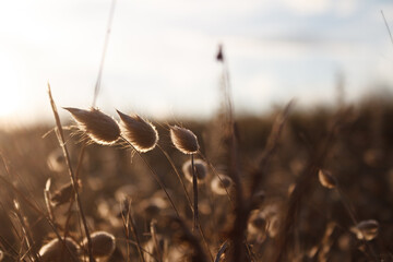 bunny tail grass lagurus in the morning