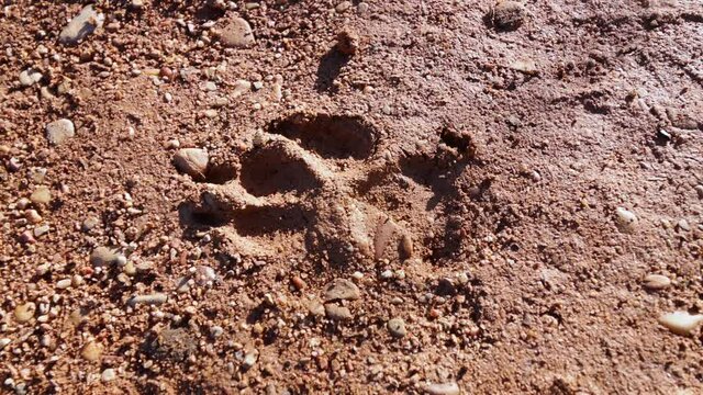 Footprint of a wolfdog in fresh mud