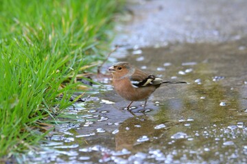 beautiful chaffinch in a garden