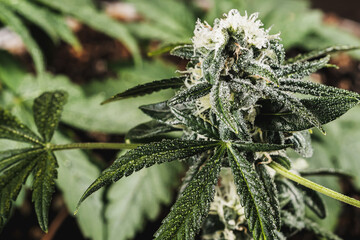 Mature medical cannabis marijuana plant with trichomes Bud and Leaves. contains THC CBD. turf background. horizontal