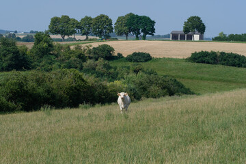 Eine weiße Kuh (Charolais-Rind) auf der Viehweide in einer sommerlichen Landschaft mit blauem Himmel