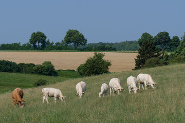 Fototapeta na wymiar Weiße Rinder / Kühe (Charolais) auf der Wiese im grünen Gras in einer sommerlichen Landschaft mit blauem Himmel