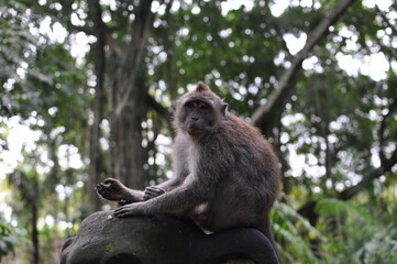monkey