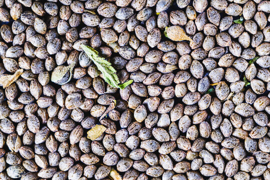 close-up detail of marijuana seed. Hemp seeds background in close-up . Many Cannabis seeds. Organic Hemp seed. Top view.