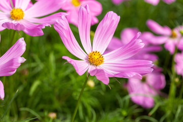 Fototapeta premium Pink cosmos flowers in the garden