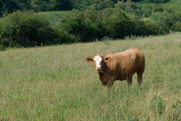 Eine braune Kuh steht im Sommer im Gras auf der Viehweide und sieht mit dem Blick direkt in die Kamera