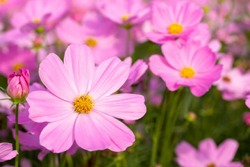 Obraz na płótnie Canvas Pink cosmos flowers in the garden