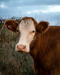 Brown cow with white face looking directly at camera