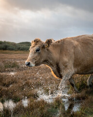 Cow running through water in field 