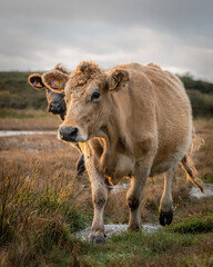 Group Of Cows Running at Dusk In Field 