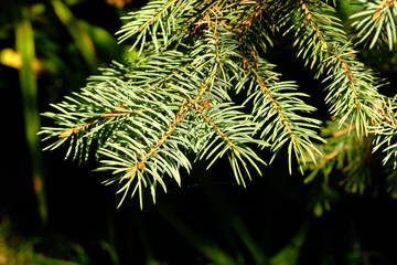 Dettaglio dei rami di un abete argentato in una foresta.