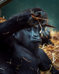 Curious Ape Playing With Straw Close Up 