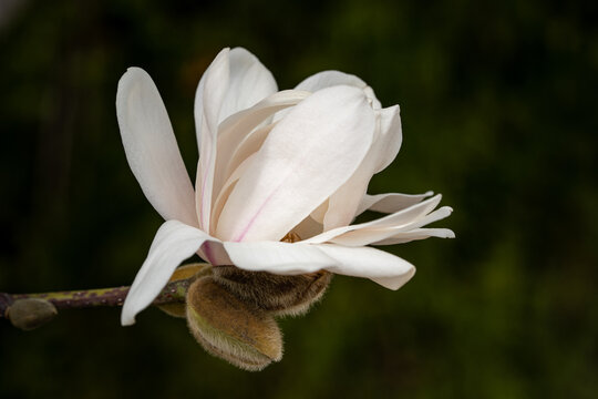 Close up of blooming magnolia flower on a blurry background in spring