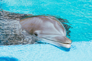 Dolphin smiling close up in water 