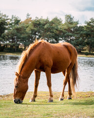 Light brown horse grazing by lake 
