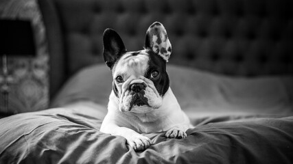 Pied French Bulldog Sitting On Bed