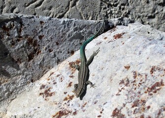juvenile Iberian wall lizard on rock