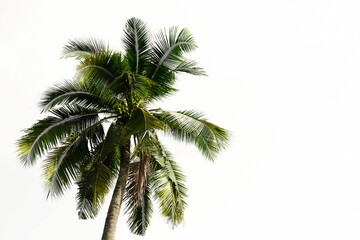 Coconut palm tree tall trunk on isolated background