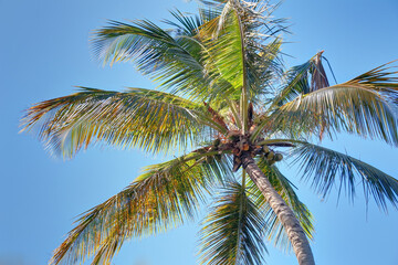 Obraz premium Cocotier et noix de coco en Guadeloupe